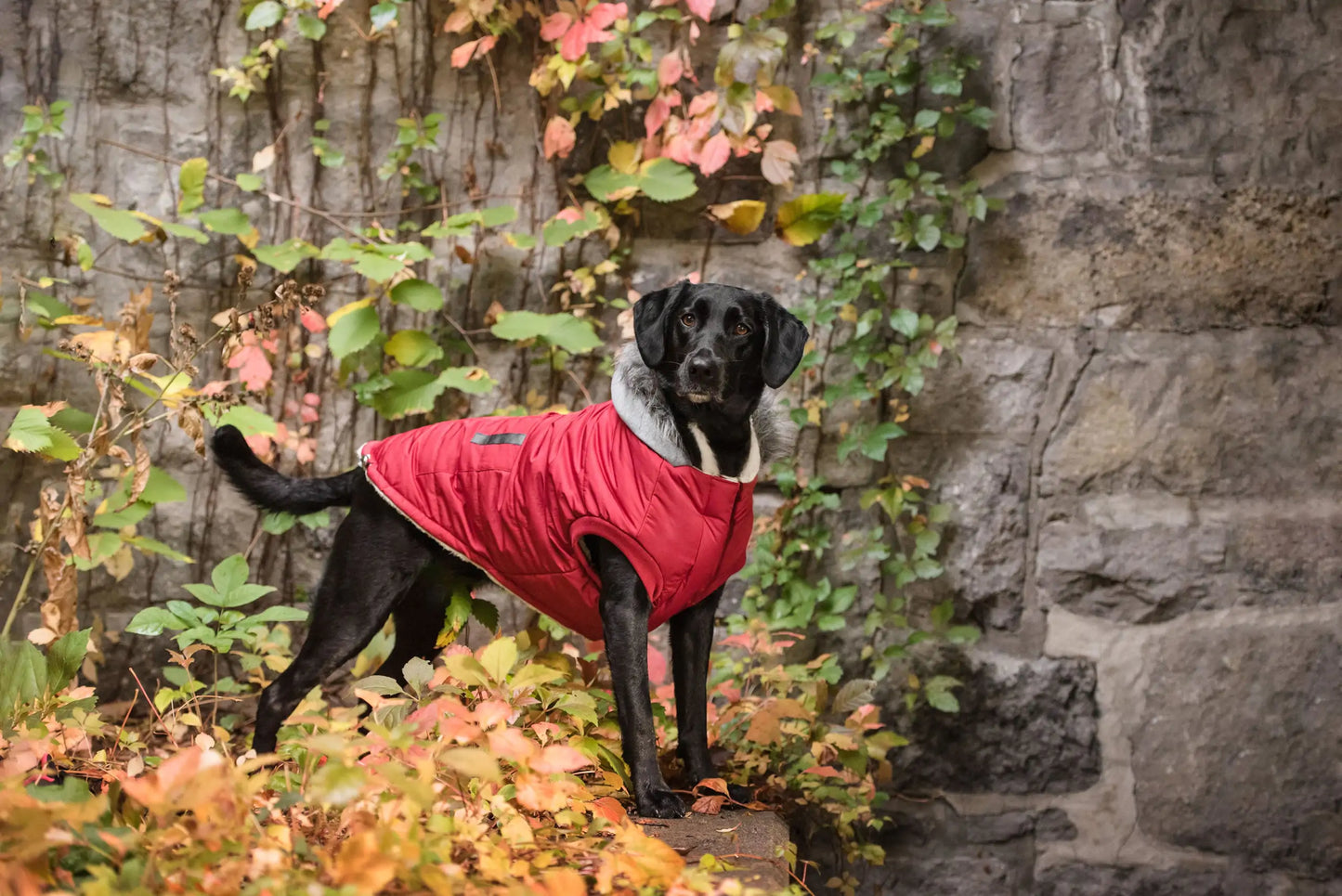 Brave Bark Thermal Parka - Red